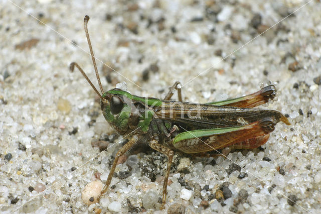 Mottled Grasshopper (Myrmeleotettix maculatus)