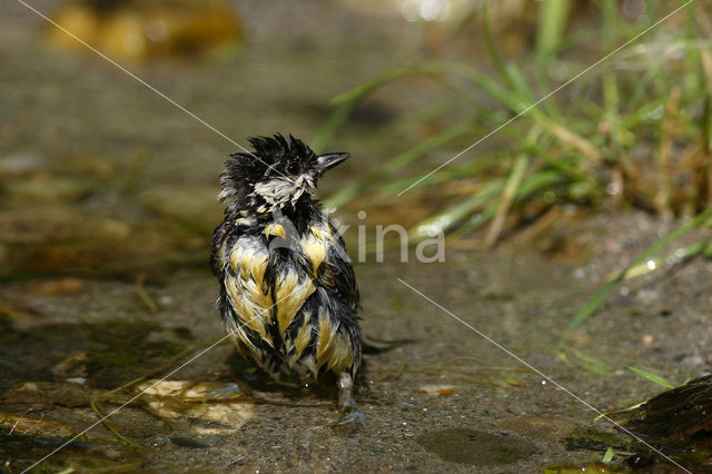 Koolmees (Parus major)