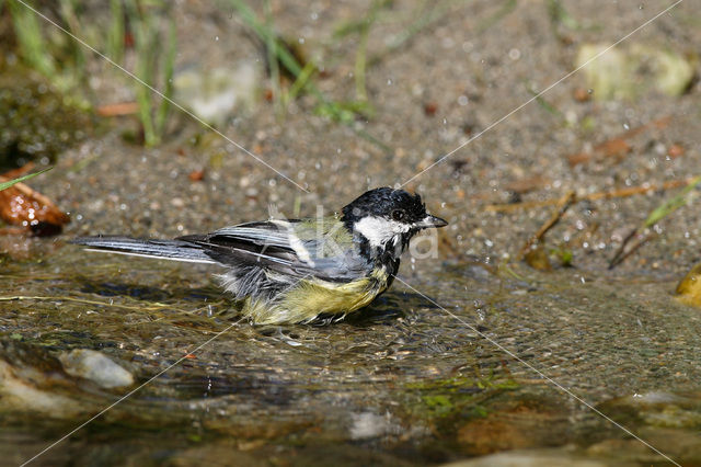 Koolmees (Parus major)