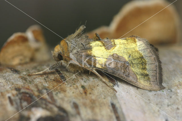 Burnished Brass (Diachrysia chrysitis)