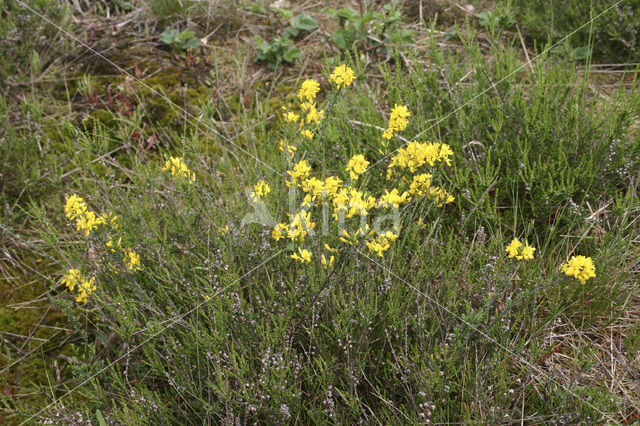 Kruipbrem (Genista pilosa)