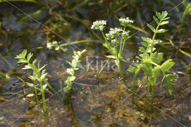 Kruipend moerasscherm (Apium repens)