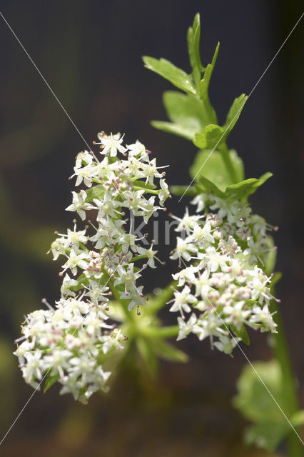 Kruipend moerasscherm (Apium repens)