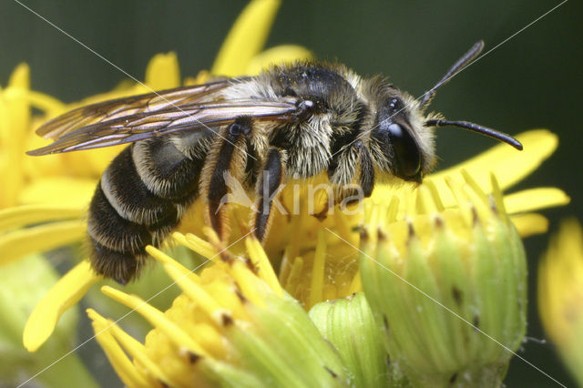 Kruiskruidzandbij (Andrena denticulata)