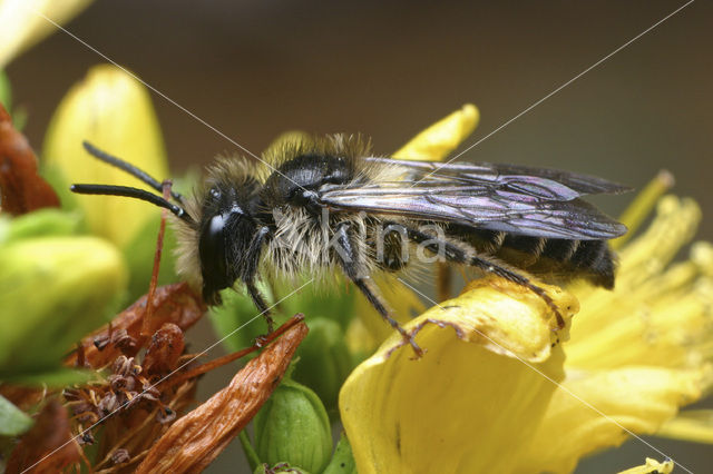 Kruiskruidzandbij (Andrena denticulata)