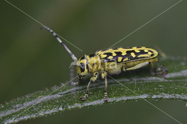 Ladder Populierenbok (Saperda scalaris)