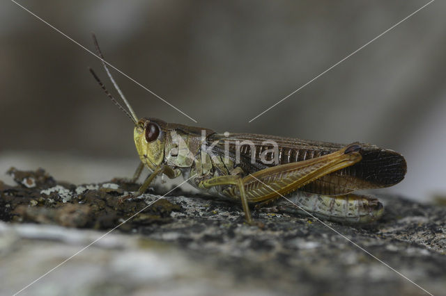 Laddersprinkhaan (Stauroderus scalaris)