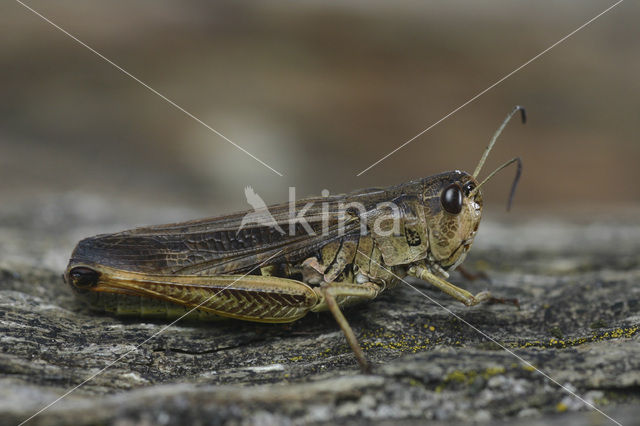 Laddersprinkhaan (Stauroderus scalaris)