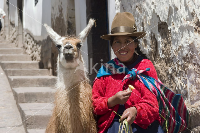 Lama (Lama glama)