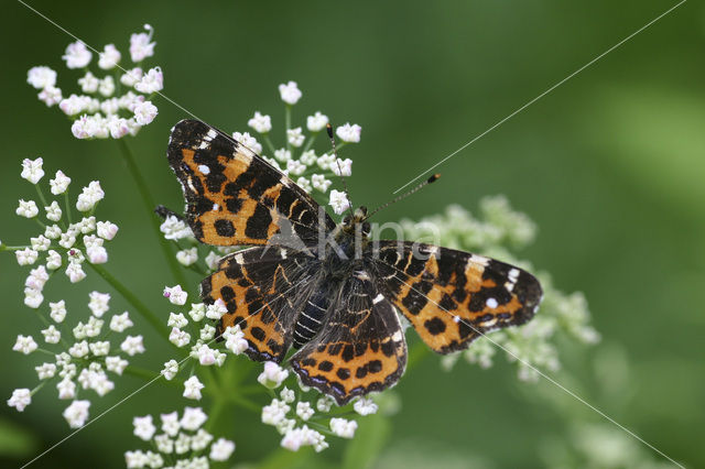 Landkaartje (Araschnia levana)