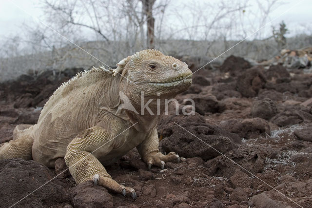 Landleguaan (Conolophus subcristatus)