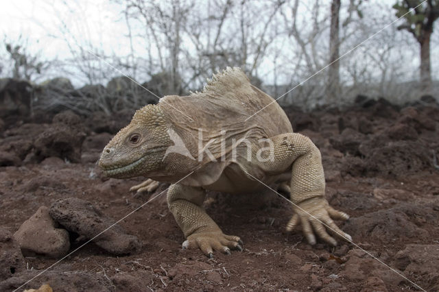 Landleguaan (Conolophus subcristatus)