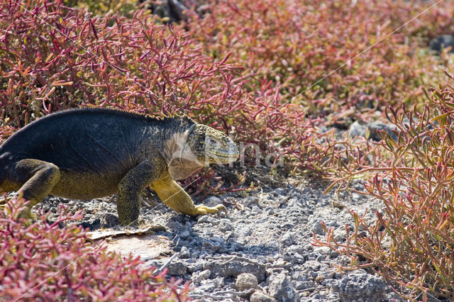 Landleguaan (Conolophus subcristatus)