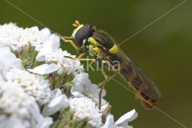 Langlijfje (Sphaerophoria sp)