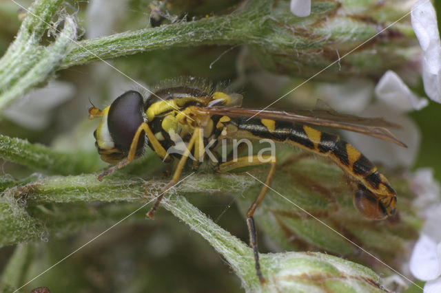 Langlijfje (Sphaerophoria sp)