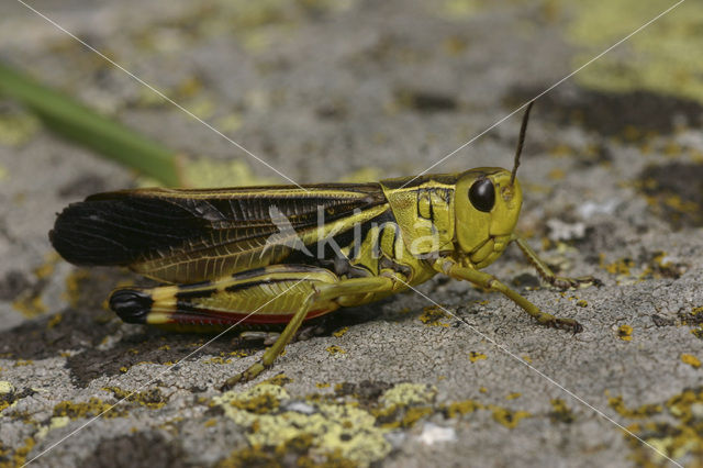 Large Banded Grasshopper (Arcyptera fusca)