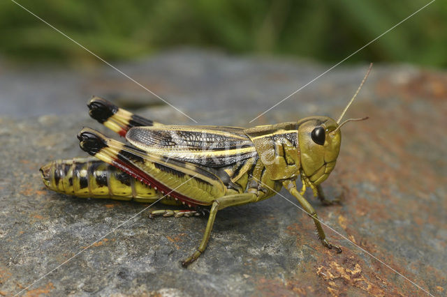 Large Banded Grasshopper (Arcyptera fusca)