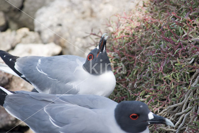 Lavameeuw (Larus fuliginosus)