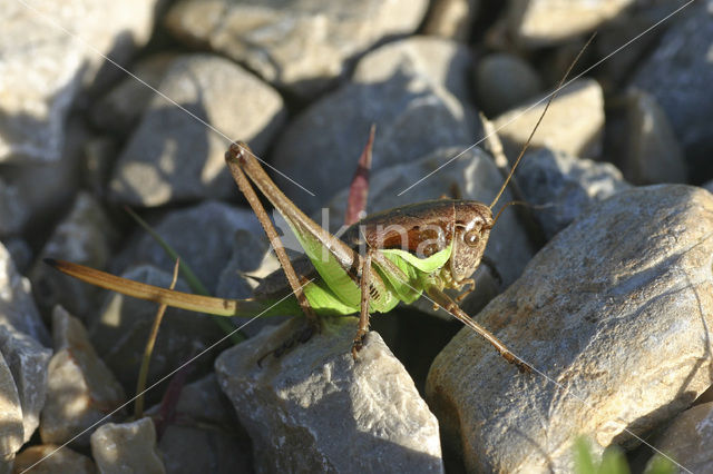 Littoral Bush-cricket (Pholidoptera littoralis)