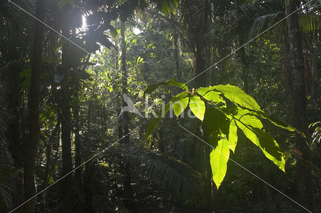 Madidi national park