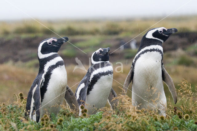 Magelhaenpinguin (Spheniscus magellanicus)