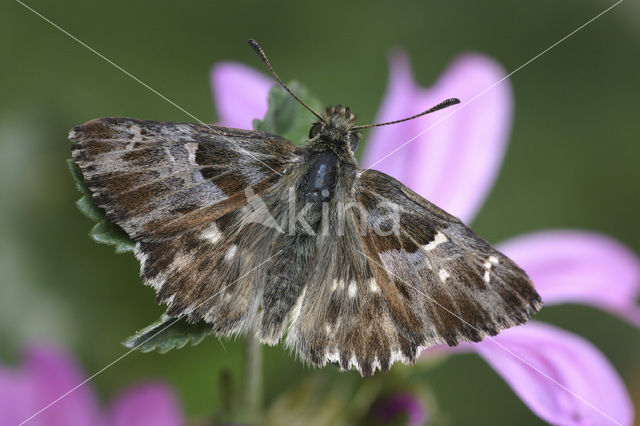 Malrovedikkopje (Carcharodus baeticus)