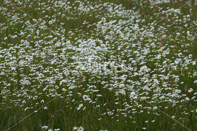 Marguerite (Chrysanthemum leucanthemum)