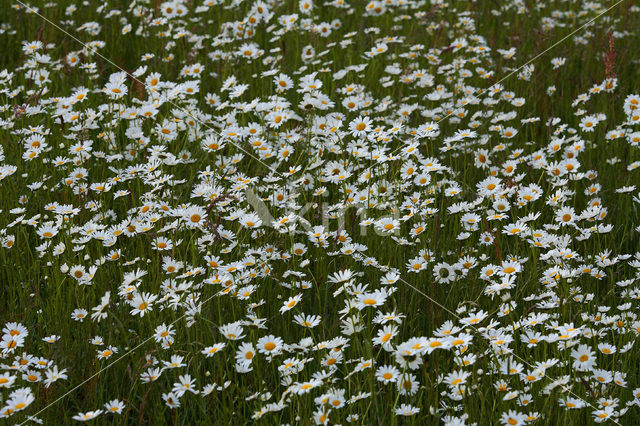 Marguerite (Chrysanthemum leucanthemum)