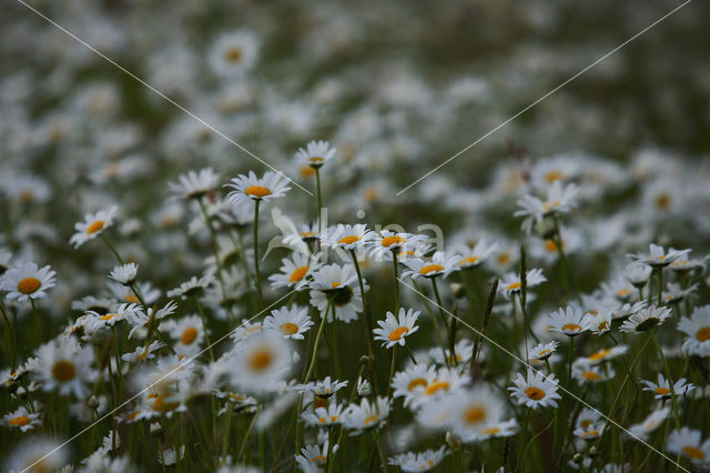 Margriet (Chrysanthemum leucanthemum)