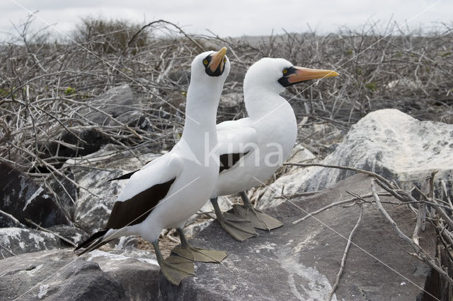 Maskergent (Sula dactylatra)