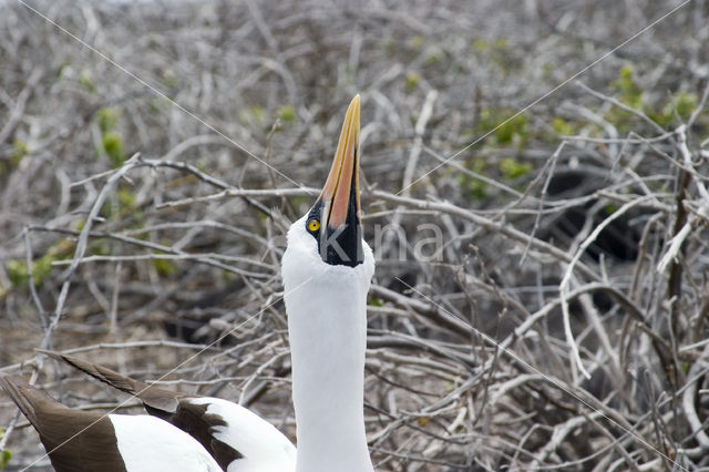 Maskergent (Sula dactylatra)