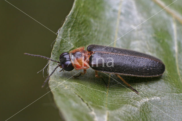 Mediterrane vuurvlieg (Luciola lusitanica)