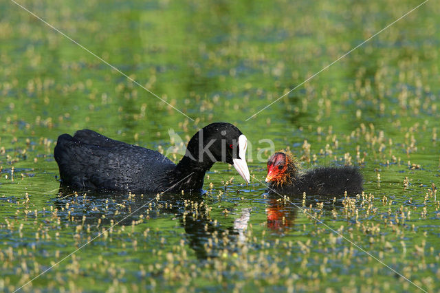 Meerkoet (Fulica atra)