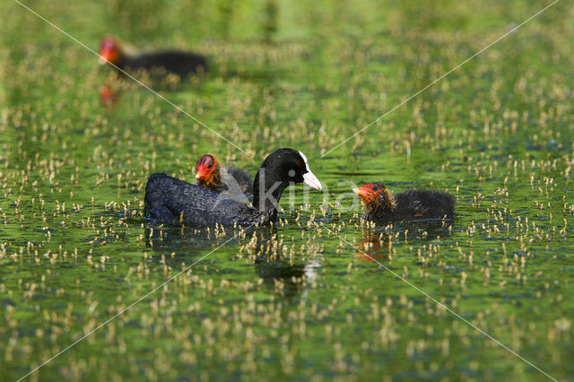 Meerkoet (Fulica atra)