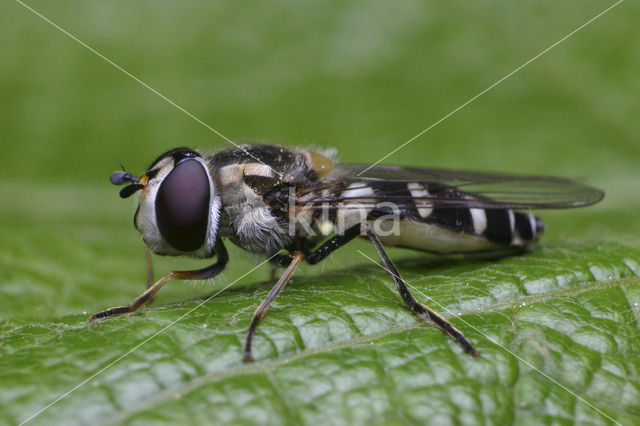 Melk-elfje (Melangyna umbellatarum)