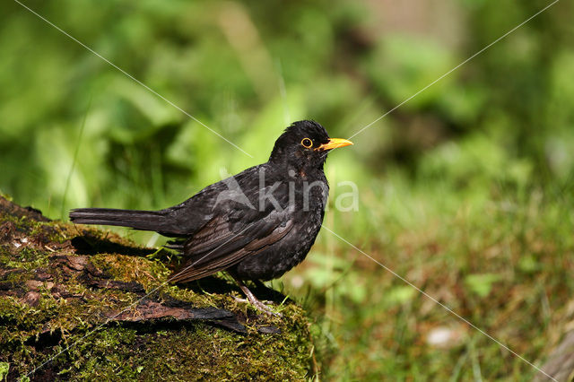 Merel (Turdus merula)