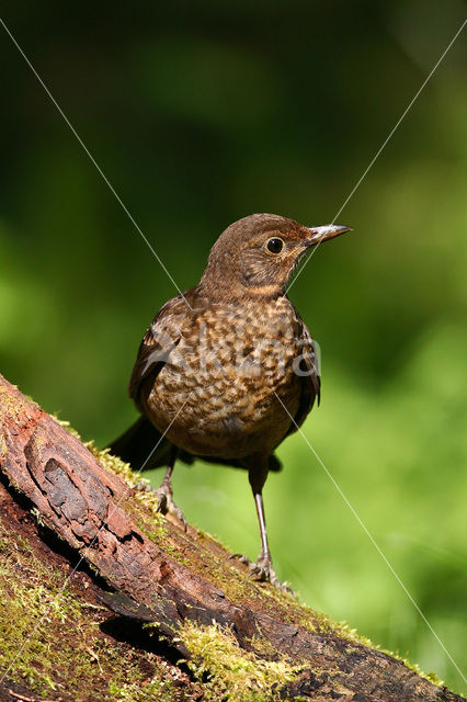 Merel (Turdus merula)