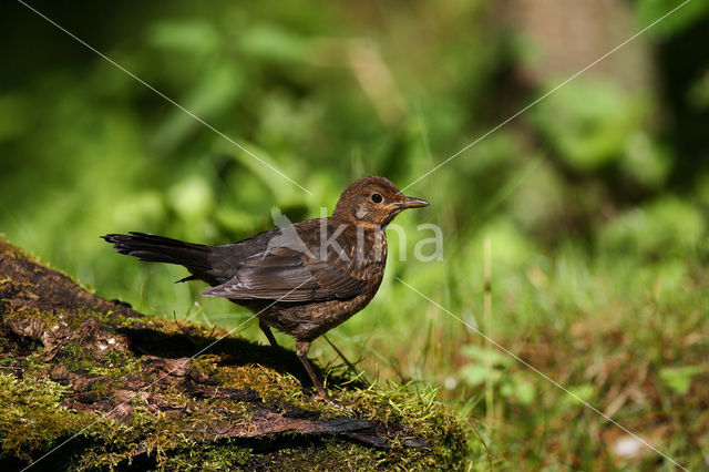 Merel (Turdus merula)