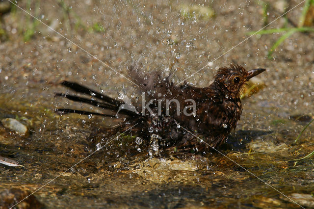 Merel (Turdus merula)