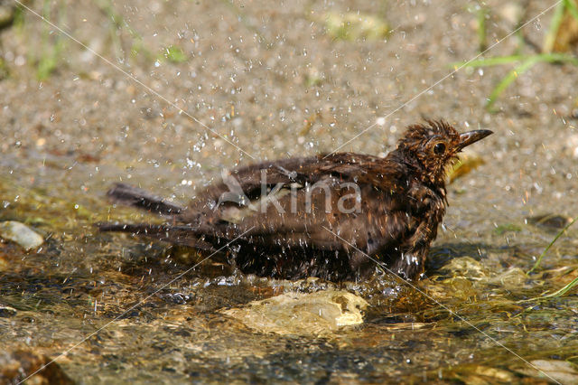 Merel (Turdus merula)