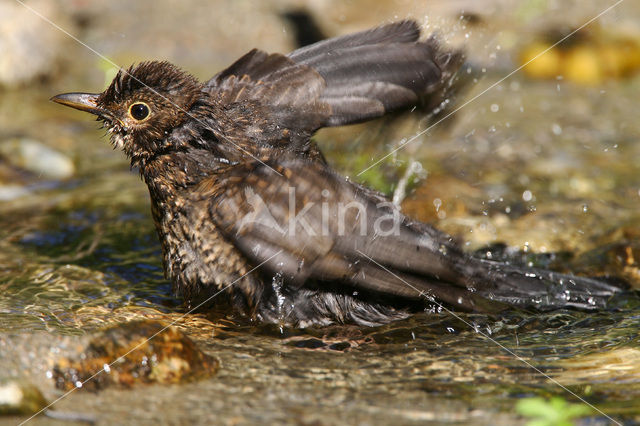 Merel (Turdus merula)