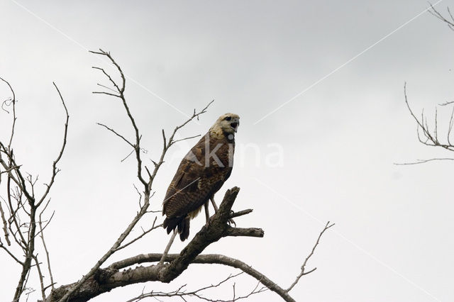 Moerasbuizerd (Busarellus nigricollis)