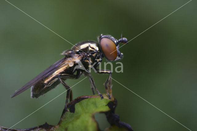 Moerasglimlijfje (Lejogaster tarsata)