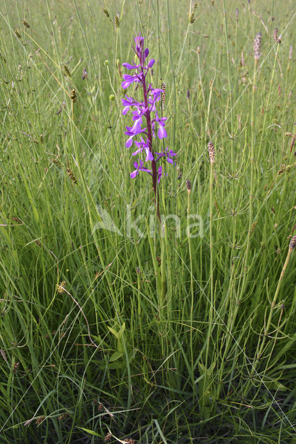 Marsh orchid (Orchis palustris)