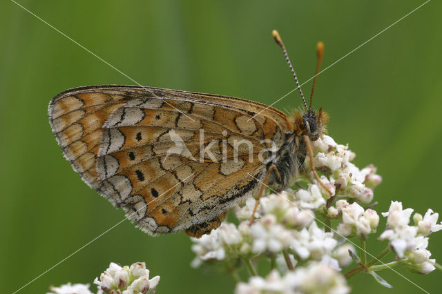 Moerasparelmoervlinder (Euphydryas aurinia)