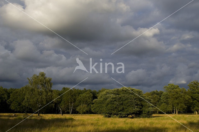 Nationaal Park De Hoge Veluwe