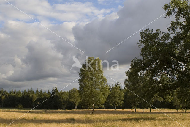 Nationaal Park De Hoge Veluwe