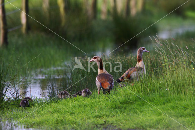 Nijlgans (Alopochen aegyptiaca)