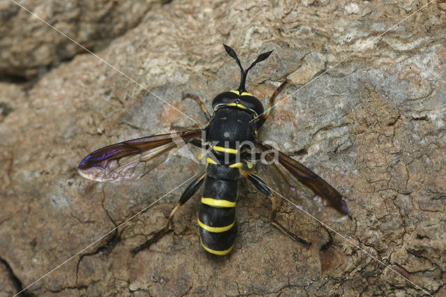 Normale Fopblaaskop (Ceriana conopsoides)