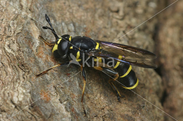 Normale Fopblaaskop (Ceriana conopsoides)